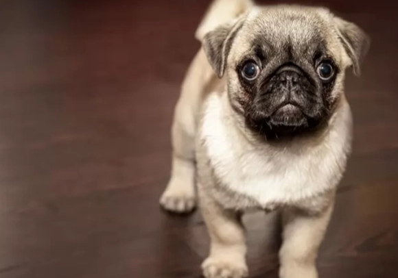 狗狗死前排便異常