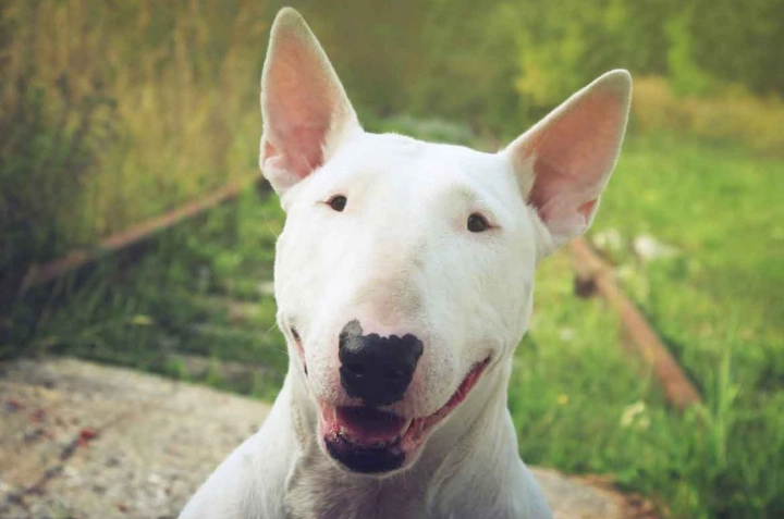 狗狗血尿原因 狗狗血尿原因