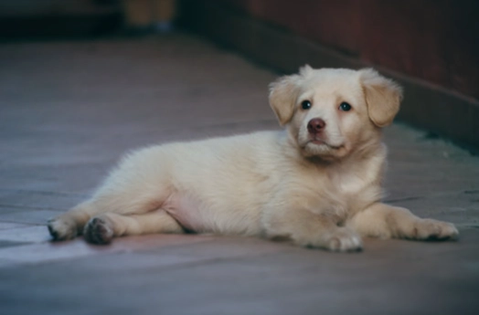 狗狗腹瀉益生菌 狗狗腹瀉益生菌