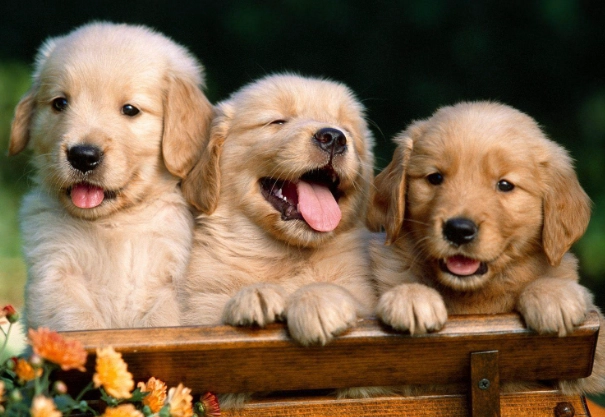 黃金獵犬清潔指南 黃金獵犬清潔指南