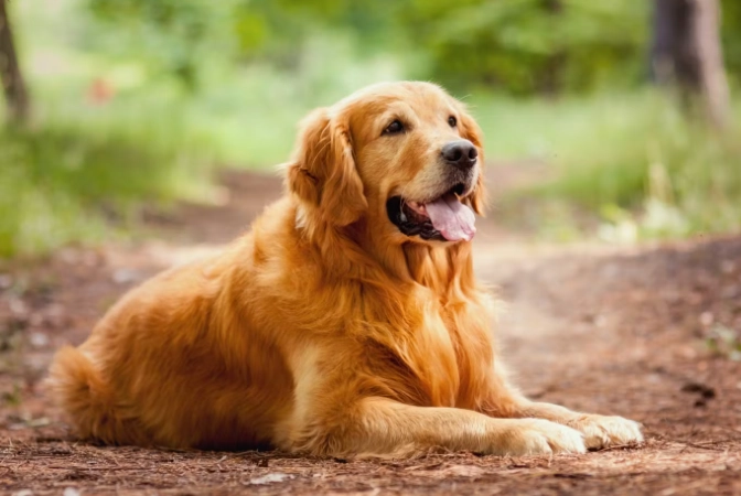 狗飼料成分怎麼看