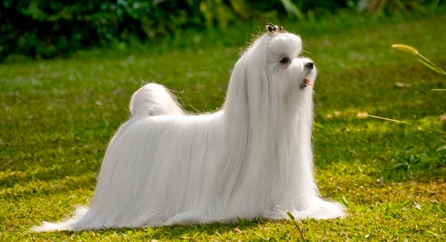 馬爾濟斯狗健康問題