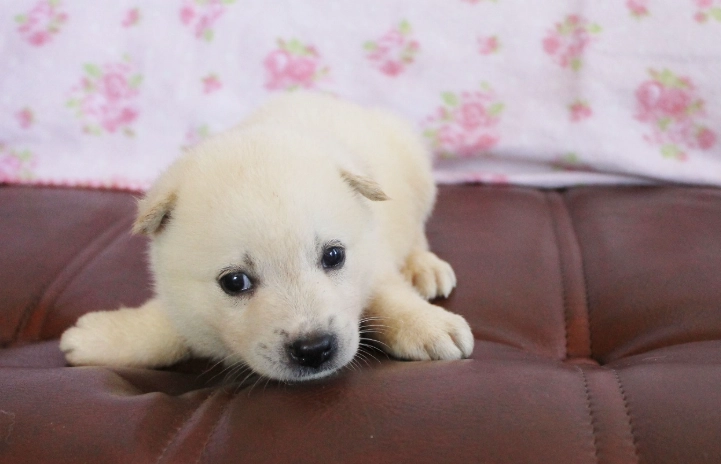 狗狗體外驅蟲頻率 狗狗體外驅蟲頻率