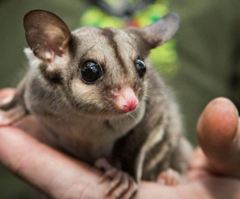 蜜袋鼯年齡對照表