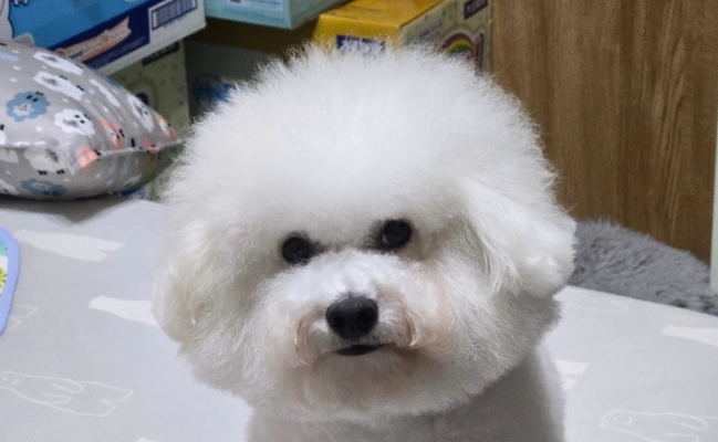 比熊貴賓混血飼養