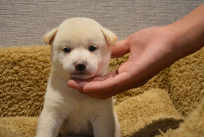 如何選擇狗狗驅蟲藥