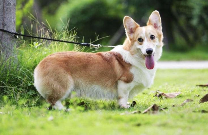 狗狗眼藥水推薦