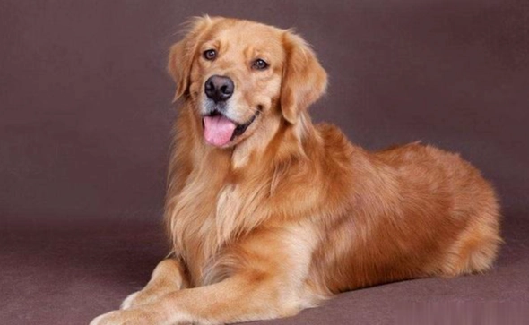 狗狗眼藥水推薦