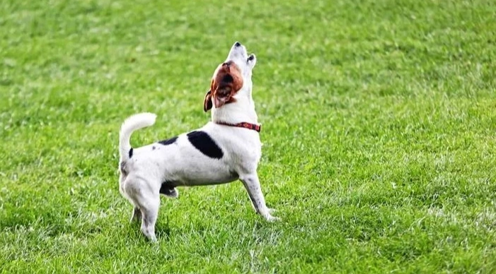 老狗嚶嚶叫原因