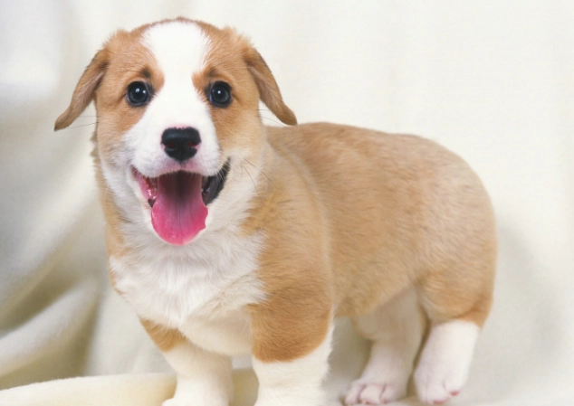 狗狗唉唉叫原因