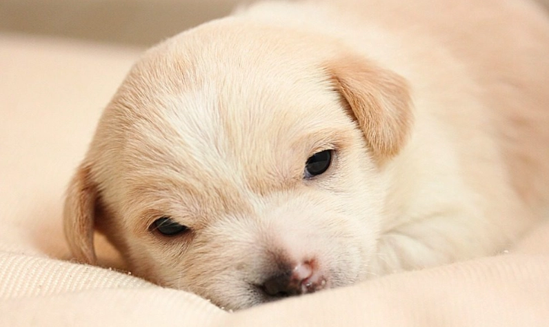 狗狗益生菌最佳時間