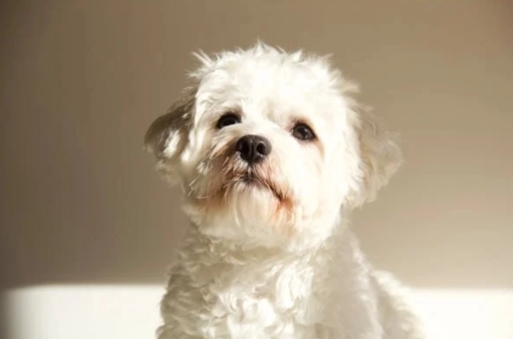 馬爾濟斯優缺點