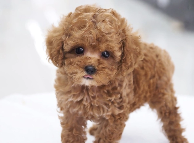 如何延長迷你貴賓壽命