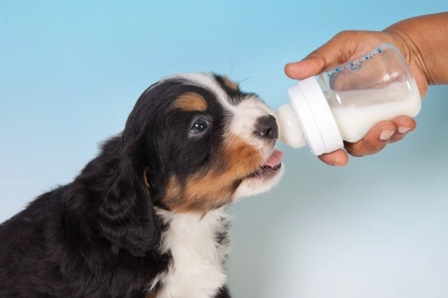 狗狗喝羊奶好處