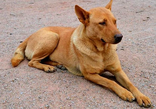 如何讓土狗活更久