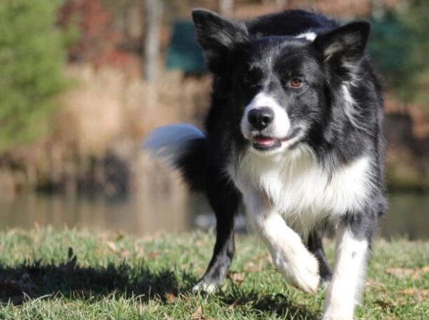 邊境牧羊犬智力年齡