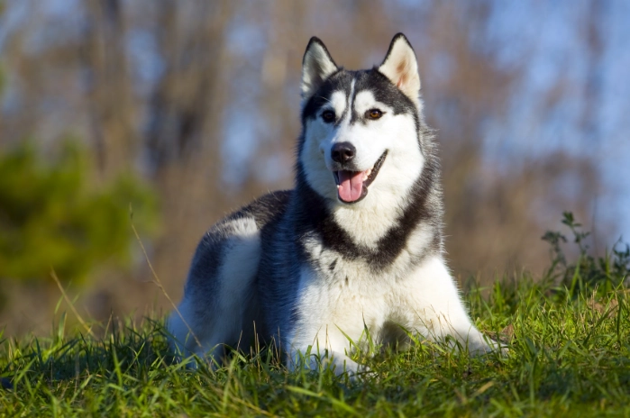 狗飼料選擇技巧