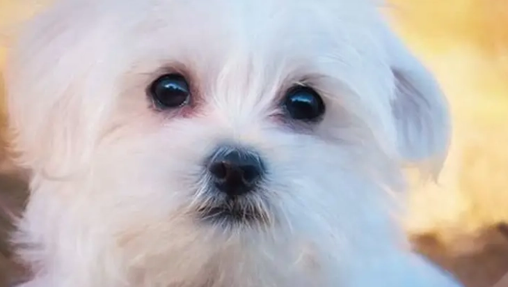 馬爾濟斯犬性格