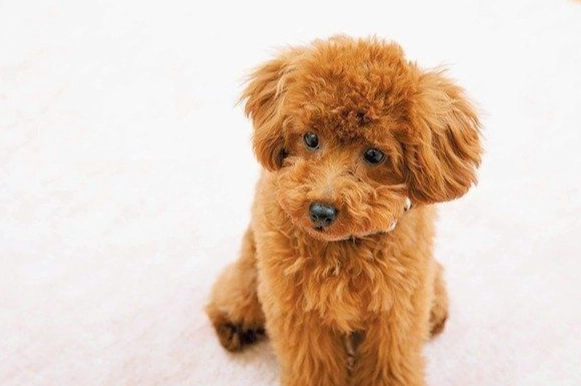 如何延長迷你貴賓壽命