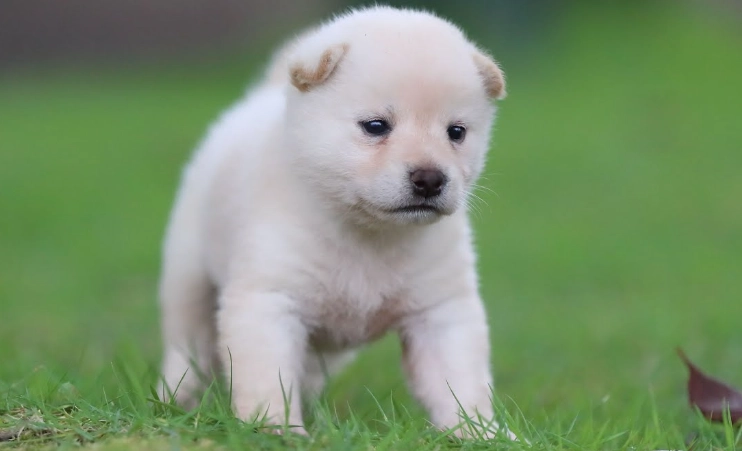 益生菌對狗狗的幫助 益生菌對狗狗的幫助