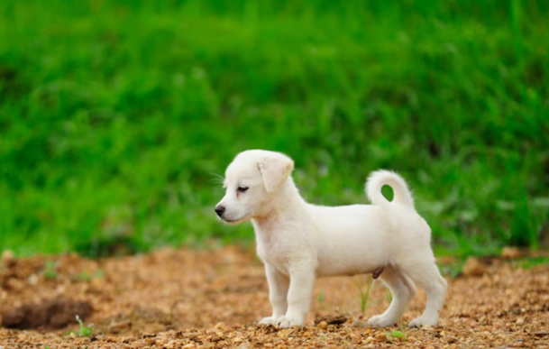 狗狗益生菌拉肚子 狗狗益生菌拉肚子