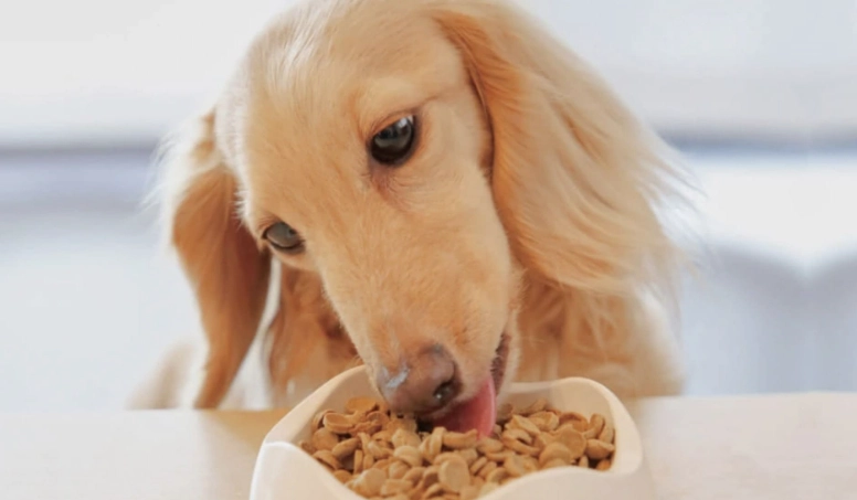 狗狗燕麥過敏處理