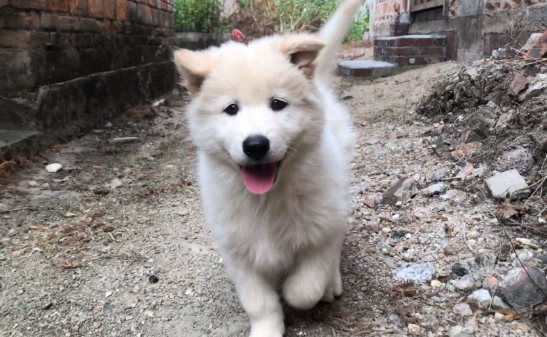 如何讓土狗活更久