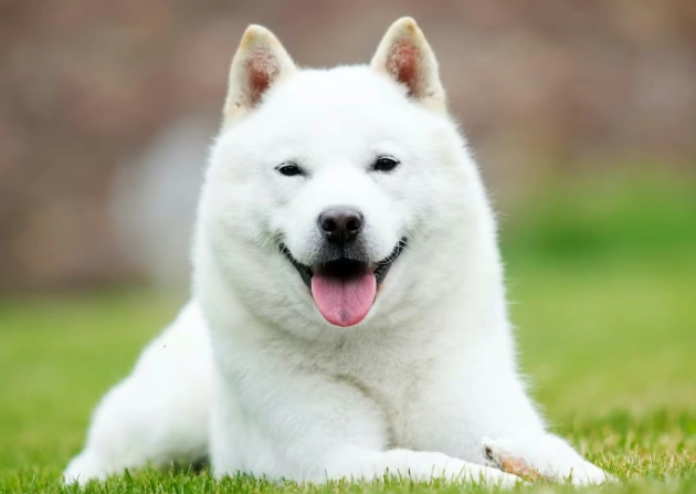 中型犬餵食指南