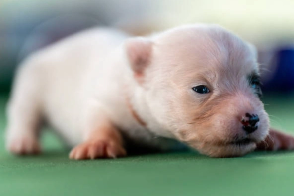 狗狗益生菌最佳時間