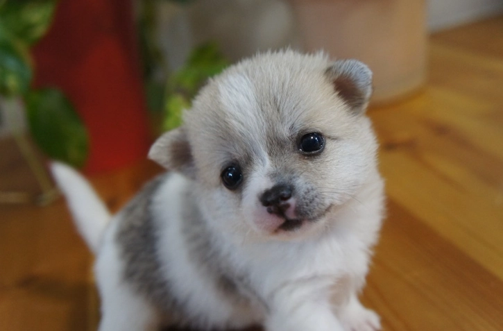 狗狗驅蟲藥品牌