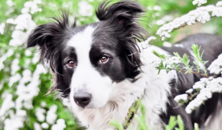 狗狗老人瘤症狀