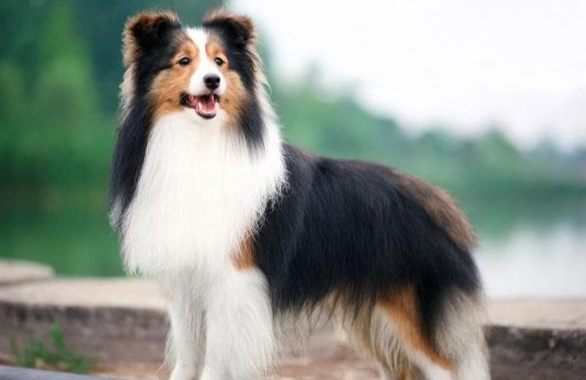 喜樂蒂牧羊犬優缺點