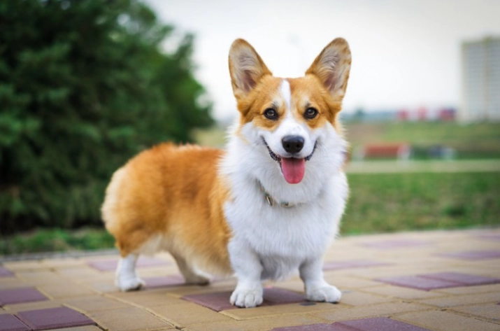 如何延長狗壽命