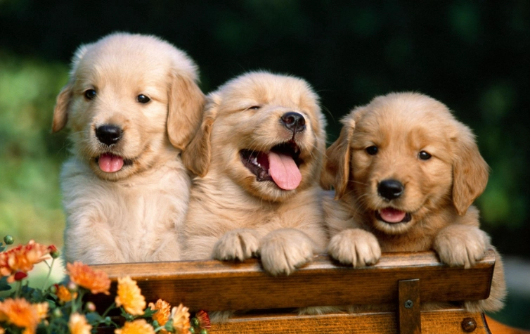 寵物結紮護理頭套