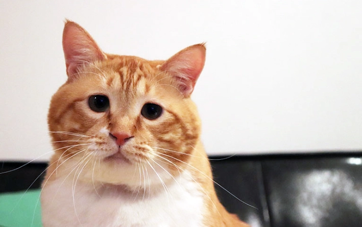 貓咪智力年齡 貓咪智力年齡