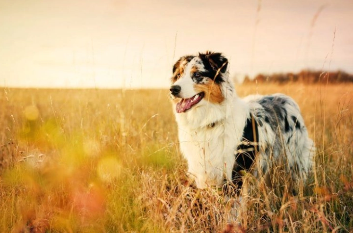 狗眼周腫塊 狗眼周腫塊
