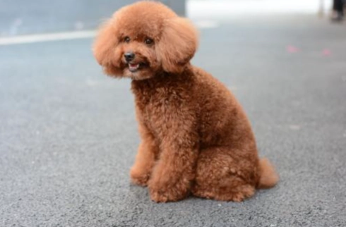 迷你貴賓犬尺寸