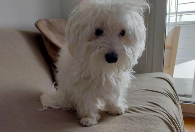 馬爾濟斯飼養難度