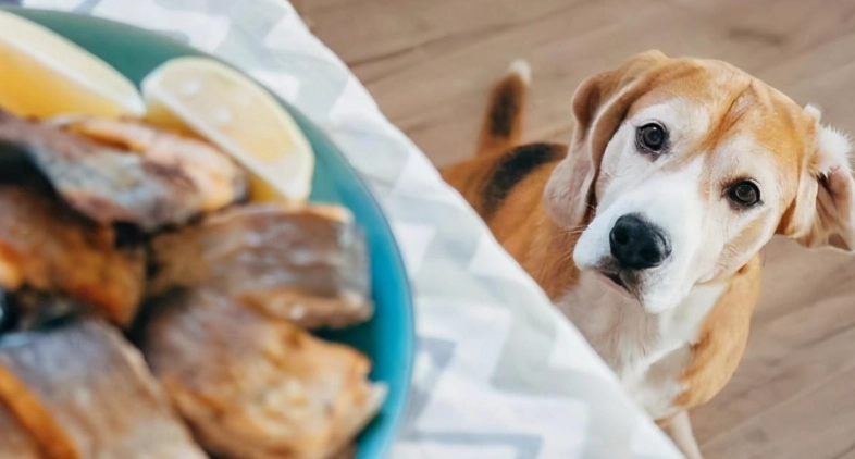 蝦頭對狗的影響