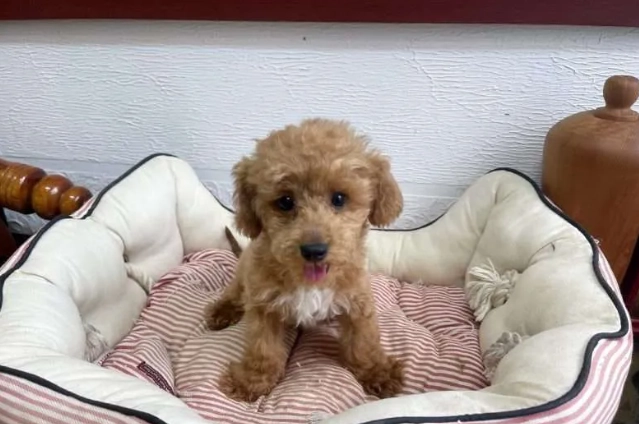 貴賓犬平均壽命