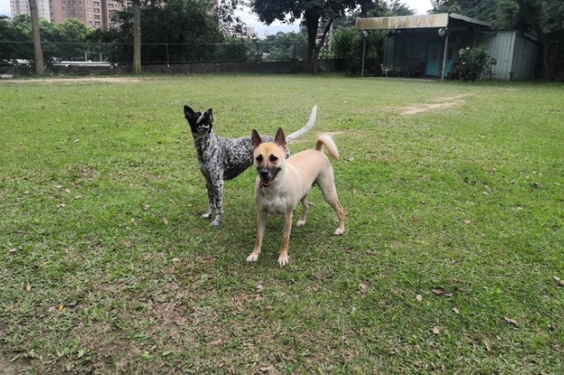 狗狗飼養成本 狗狗飼養成本