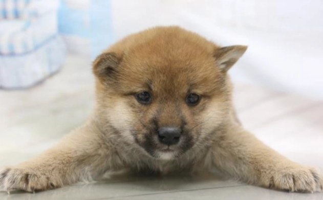 體外驅蟲多久一次 體外驅蟲多久一次