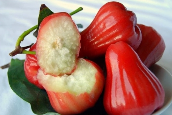 狗狗吃蓮霧安全嗎