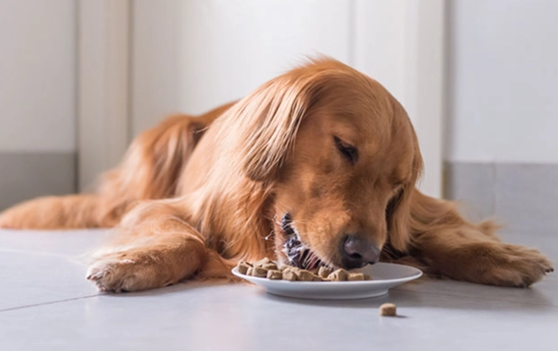 狗燕麥過敏症狀