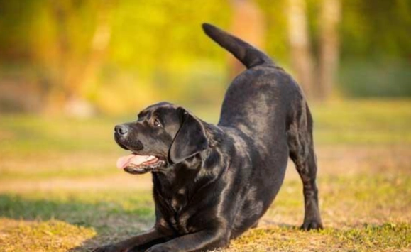 狗狗鬧脾氣處理