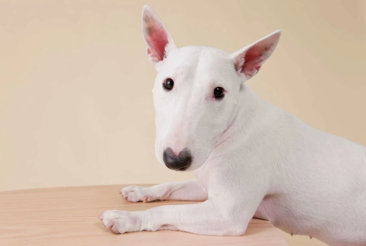 狗血尿治療 狗血尿治療