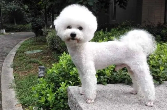 比熊犬護理 比熊犬護理