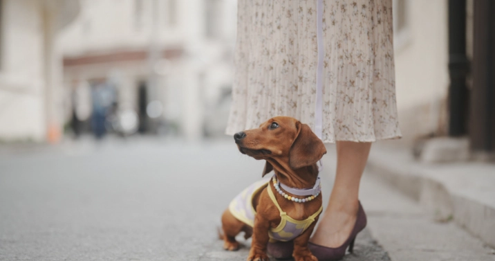 狗狗行為心理 狗狗行為心理