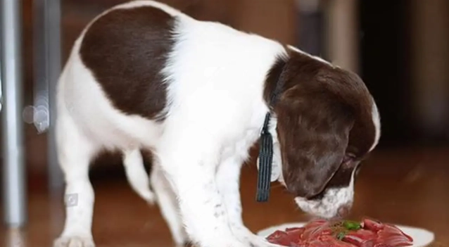 狗狗可以吃蝦子嗎