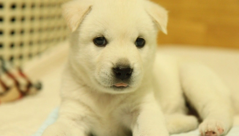 幼犬益生菌怎麼選 幼犬益生菌怎麼選